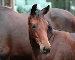 dressage horse Feldsternschnuppe (Oldenburg, 2020, from Baron)