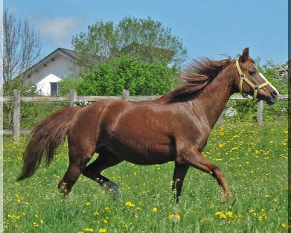 broodmare Schönbrunn Carina (German Riding Pony, 1991, from Ernford Grenadier)