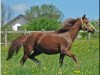 broodmare Schönbrunn Carina (German Riding Pony, 1991, from Ernford Grenadier)