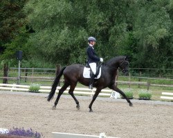 dressage horse Feingold (Westphalian,  , from Future Dream)