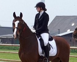 dressage horse Semper Fidelis 12 (Oldenburg, 2010, from Stedinger)