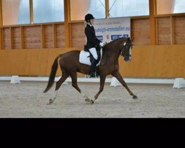 dressage horse Derby's Lady (German Riding Pony, 2000, from Derby B)