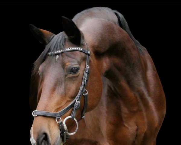 Zuchtstute Barcelona Daylight (Deutsches Reitpony, 2007, von Hilkens Black Delight)