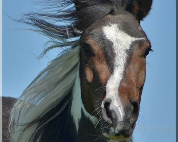 broodmare Why Not Carolina (German Riding Pony, 2009, from Spirit)