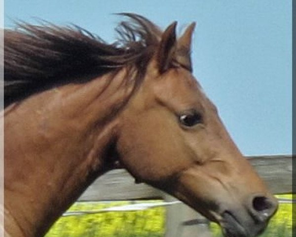 horse Schönbrunn Mignard (Danish Reitpony, 1999, from Schoenbrunn Lario)