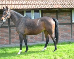 broodmare Rosche (Westphalian, 2001, from Rockwell)