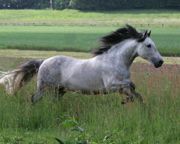 Pferd Almendro (Andalusier, 1999, von Yucateco)