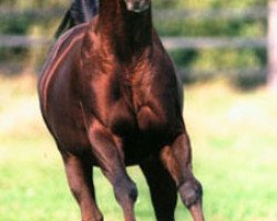 stallion Feenpark xx (Thoroughbred, 1985, from Park Romeo xx)