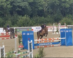 jumper Steendieks Dwyane Johnson (German Riding Pony, 2017, from Steendieks Morgensterns Dalai)