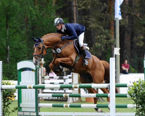 stallion Gepsom (Oldenburg show jumper, 2005, from Epsom Gesmeray)