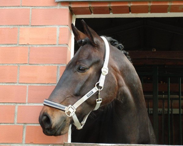 dressage horse Fallou (Westphalian, 2007, from Fürst Piccolo)