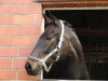 dressage horse Fallou (Westphalian, 2007, from Fürst Piccolo)