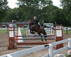 broodmare Cirshi (Trakehner, 2002, from Elkadi II)