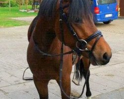 horse Rubilino (German Riding Pony, 2009, from Rikado)