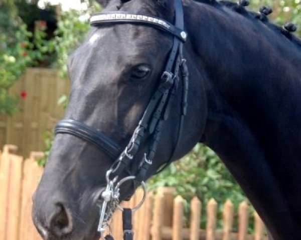 dressage horse Sunshine 408 (Oldenburg, 2002, from Sir Oldenburg)