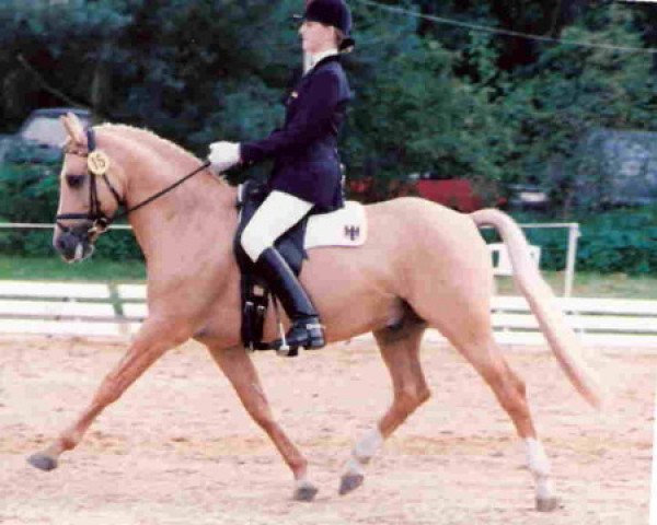 horse Derano Gold (German Riding Pony, 1987, from Derano)