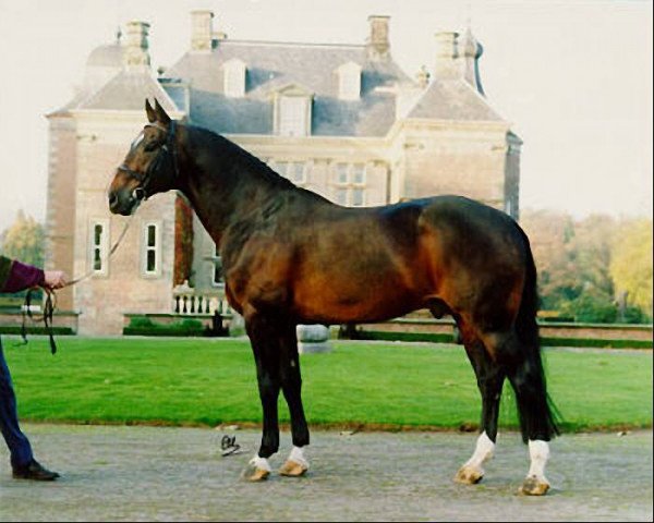 stallion Zeoliet (Dutch Warmblood, 1981, from Ramiro Z)