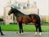 stallion Zeoliet (Dutch Warmblood, 1981, from Ramiro Z)