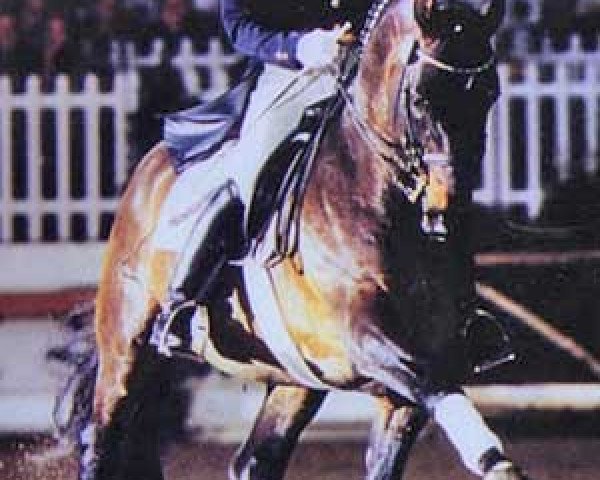 stallion Donnerwind (Rhinelander, 1991, from Donnerschlag)