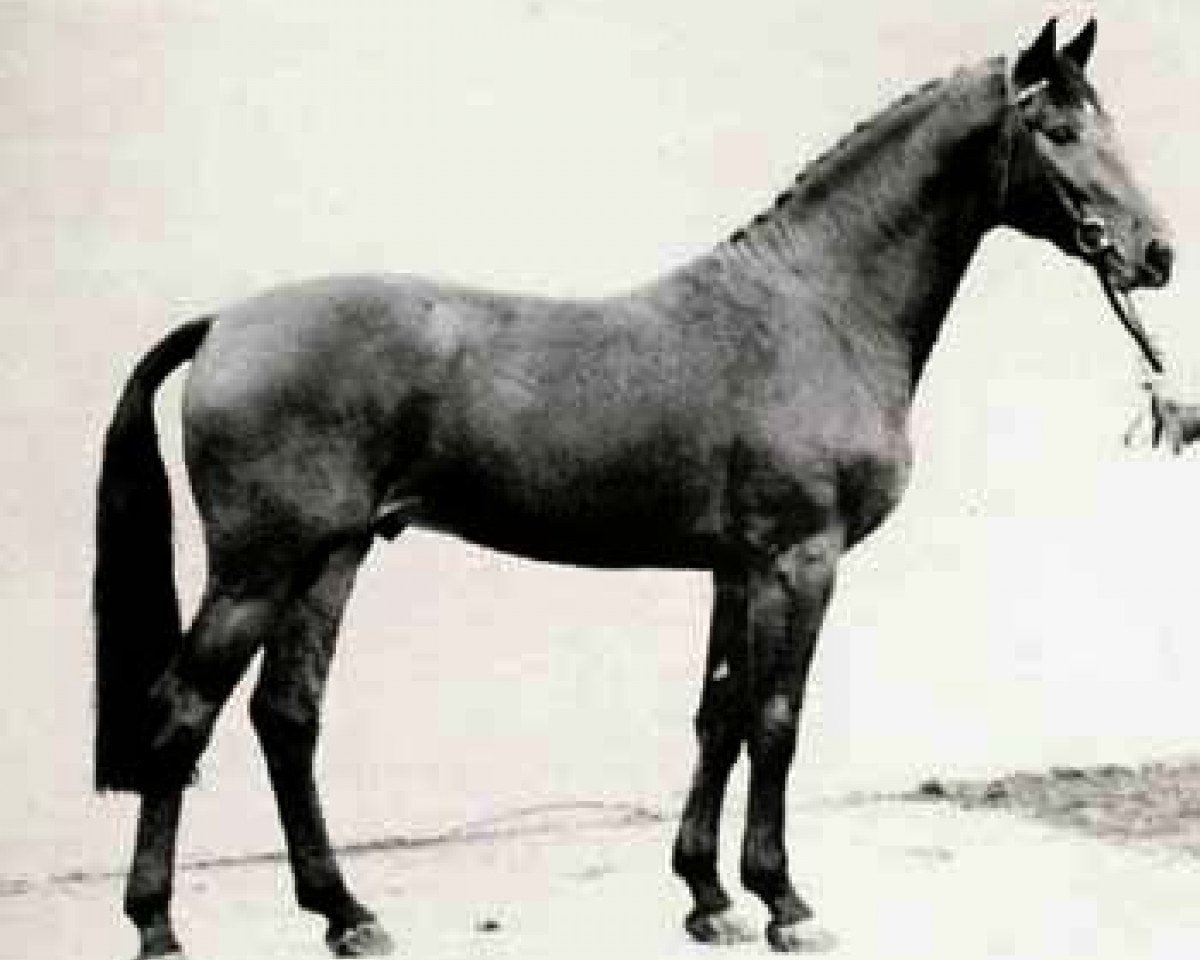Deckhengst Calypso I (Holsteiner, 1973, von Cor de la Bryère)