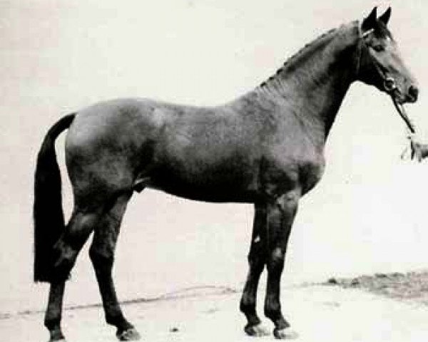 stallion Calypso I (Holsteiner, 1973, from Cor de la Bryère)