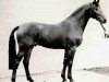horse Calypso I (Holsteiner, 1973, from Cor de la Bryère)