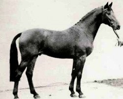 stallion Calypso I (Holsteiner, 1973, from Cor de la Bryère)