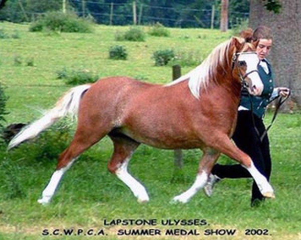 Deckhengst Lapstone Ulysses (Welsh Mountain Pony (Sek.A), 2000, von Lapstone Pengannon)