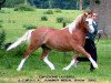 stallion Lapstone Ulysses (Welsh mountain pony (SEK.A), 2000, from Lapstone Pengannon)