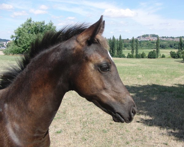 dressage horse Herzglück (German Riding Pony, 2022, from Herzbube D WE)