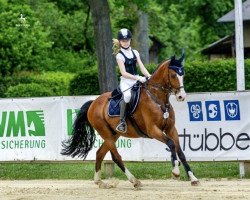 Springpferd Top Tip Top (Deutsches Reitpony, 2009, von Top Secret II)