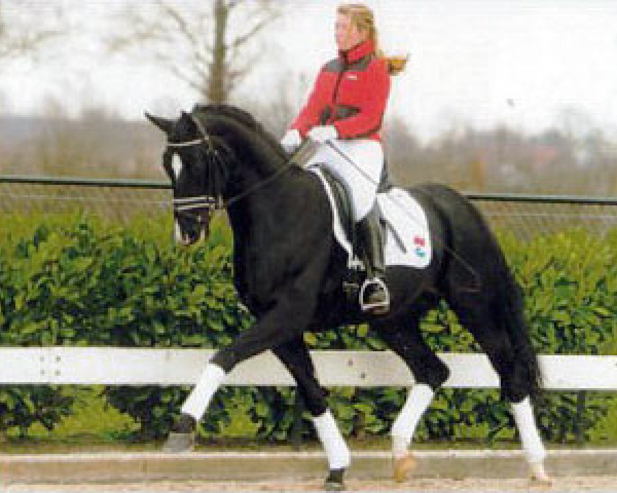 Deckhengst Donnerruf (Hannoveraner, 1997, von Donnerhall)