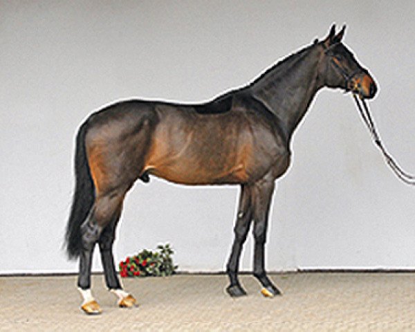 stallion Quintender 2 (Holsteiner, 2001, from Quinar)