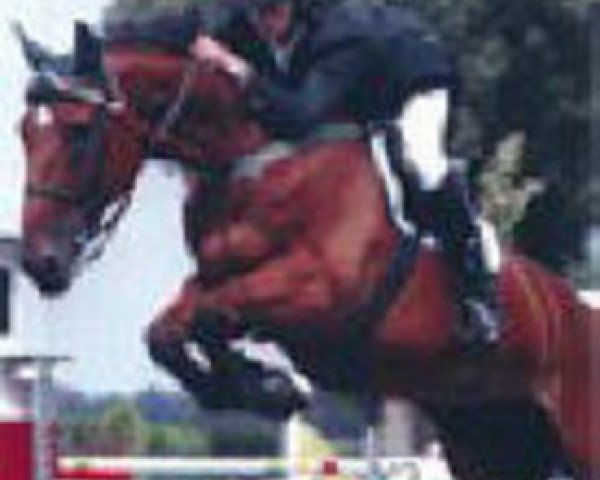 stallion Ezoliet (KWPN (Royal Dutch Sporthorse), 1986, from Zeoliet)