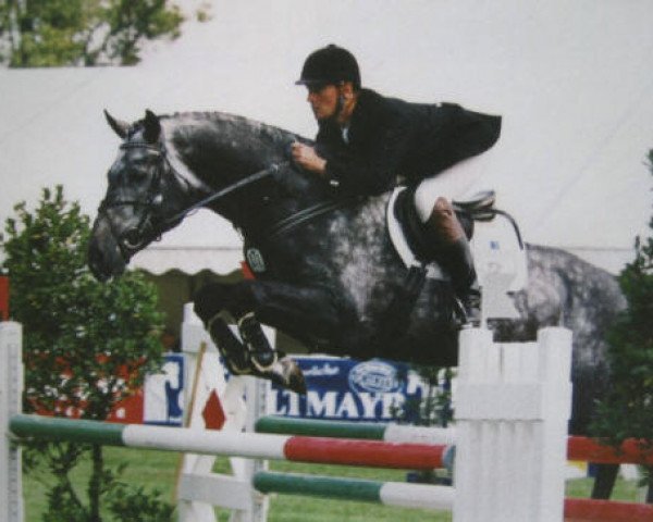 stallion Baldini I (Holsteiner, 1994, from Bachus)