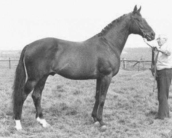 stallion Wiesenklee xx (Thoroughbred, 1961, from Chief xx)