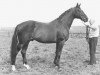 Pferd Wiesenklee xx (Englisches Vollblut, 1961, von Chief xx)
