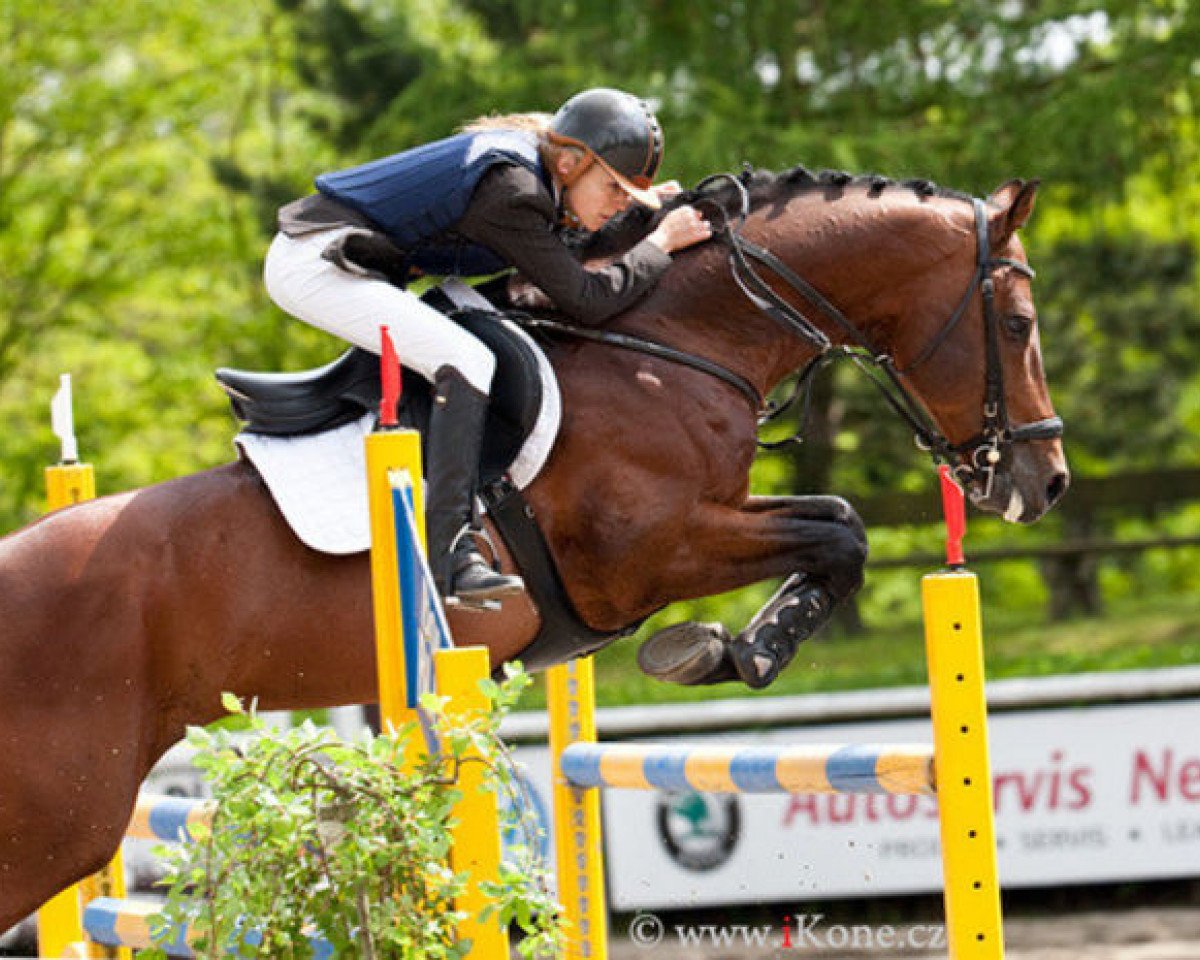 stallion Lentimus (Hanoverian, 1998, from Lincolm L)