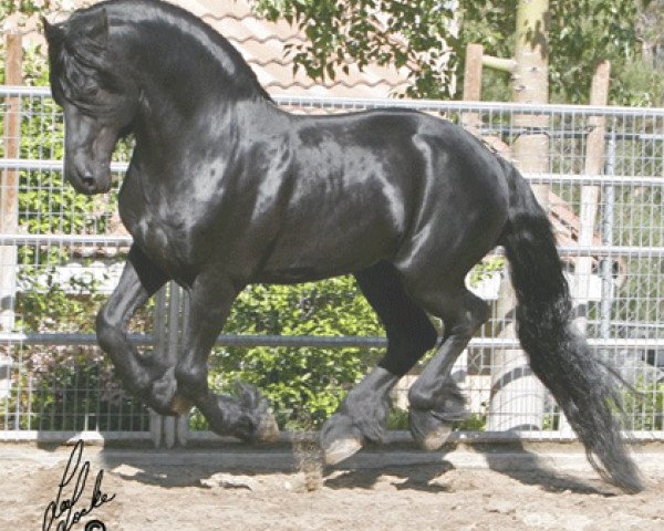 stallion Maiko 373 (Friese, 1996, from Tsjerk 328)
