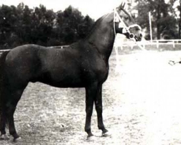 Deckhengst Bad Afas ox (Vollblutaraber, 1940, von Kuhailan Afas 1930 OA)