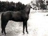 stallion Bad Afas ox (Arabian thoroughbred, 1940, from Kuhailan Afas 1930 OA)