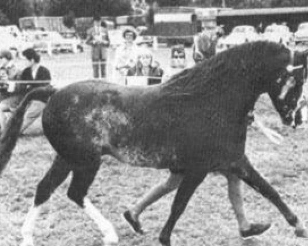 Pferd Brockwell Cobweb (Welsh Pony (Sek.B), 1959, von Harford Starlight)