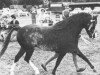 Deckhengst Brockwell Cobweb (Welsh Pony (Sek.B), 1959, von Harford Starlight)