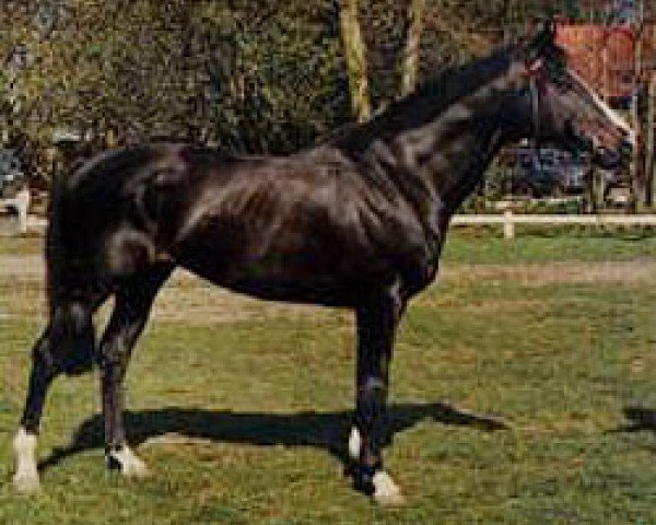 stallion Cocky Dundas xx (Thoroughbred, 1977, from Mandamus xx)