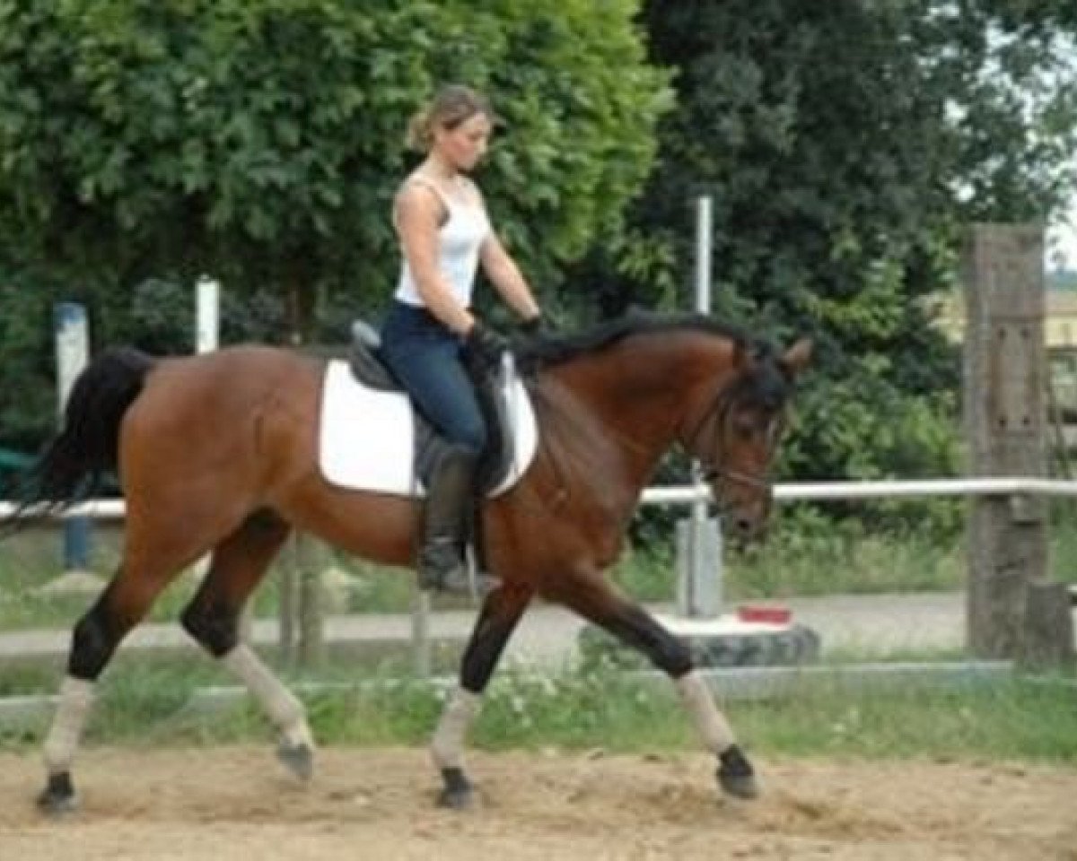 Deckhengst FS Cocky Dundee (Deutsches Reitpony, 1991, von Cocky Dundas xx)