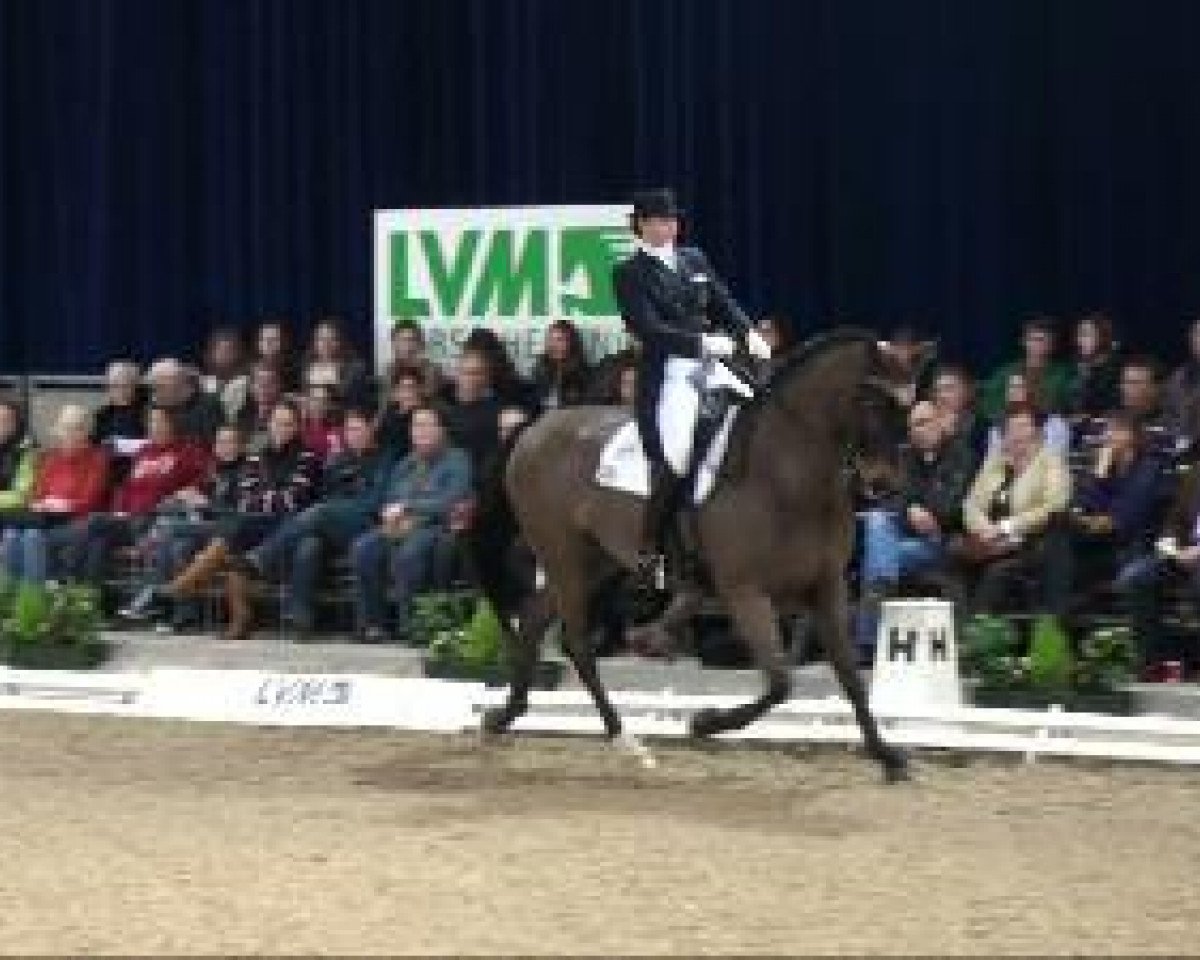 dressage horse Dynamic Dandelion (Westphalian, 1999, from Dinard L)
