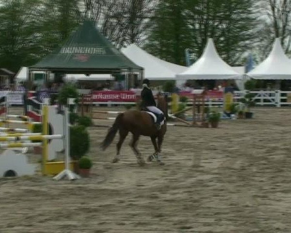 jumper Ronti Royal (Westphalian, 2003, from Rosenkoenig)