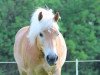 dressage horse Nelson 196 (Haflinger, 2002, from Nautikus (7,81% ox))