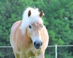 Dressurpferd Nelson 196 (Haflinger, 2002, von Nautikus (7,81% ox))