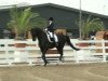 dressage horse Lesoo (Hanoverian, 2002, from Londonderry)